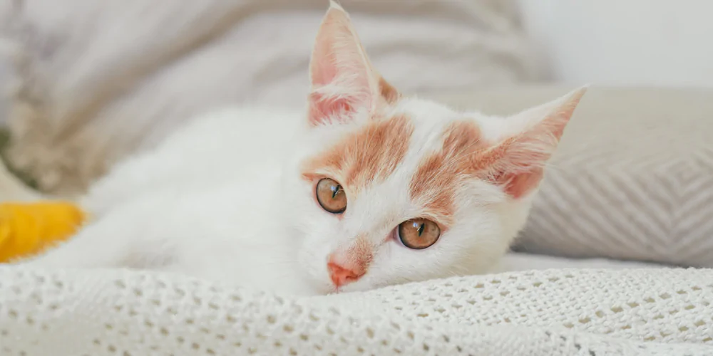 A picture of a ginger and white cat with a bandaged leg, lying on a blanket