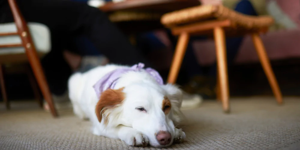 A picture of a fluffy Collie type dog calmly lying down in a restaurant