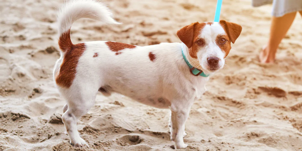 A picture of a Jack Russell Terrier on the beach