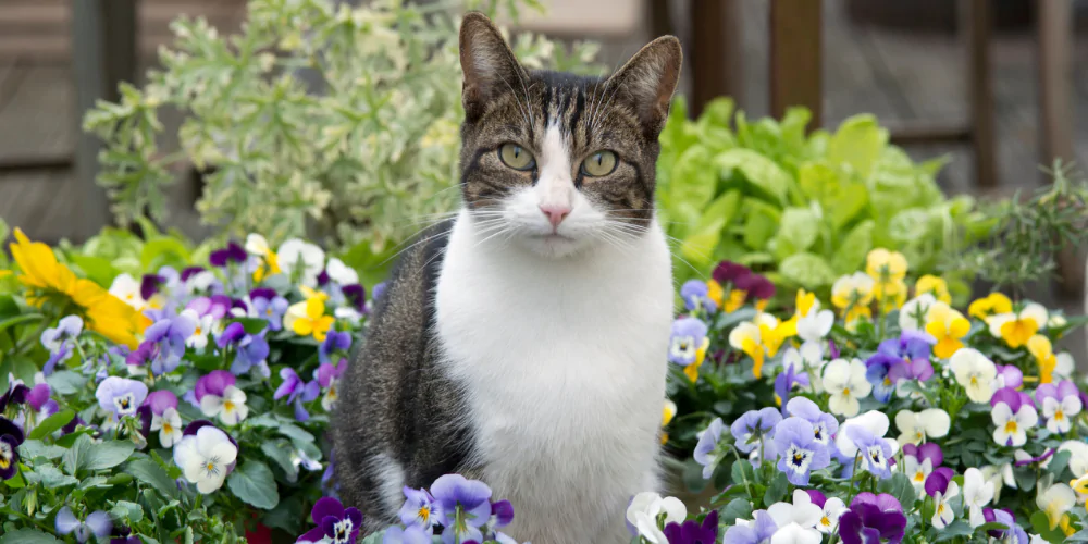 A picture of a white and tabby Domestic Shorthair cat sitting next to pansies in a garden
