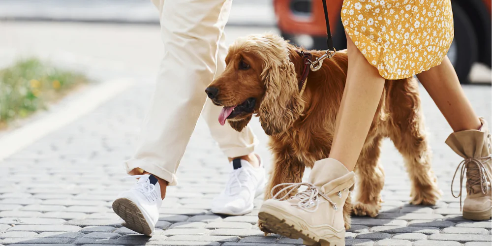 A picture of a Spaniel walking between the legs of its owners