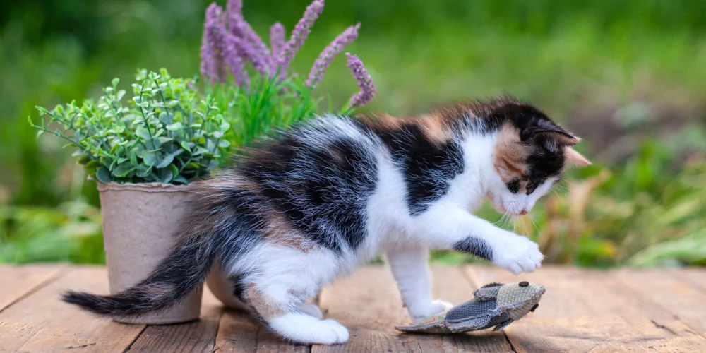 A picture of a long haired kitten playing with a toy fish in the garden