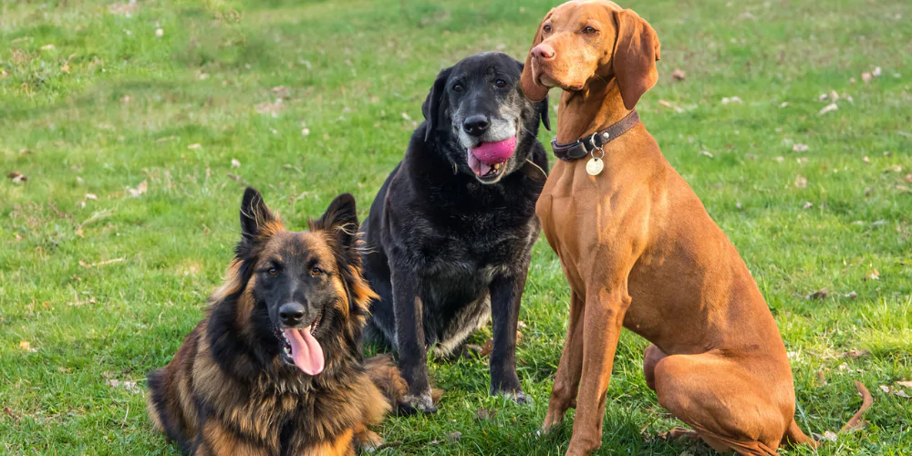 A picture of a German Shepherd, Vizsla, and mixed breed dog sat together