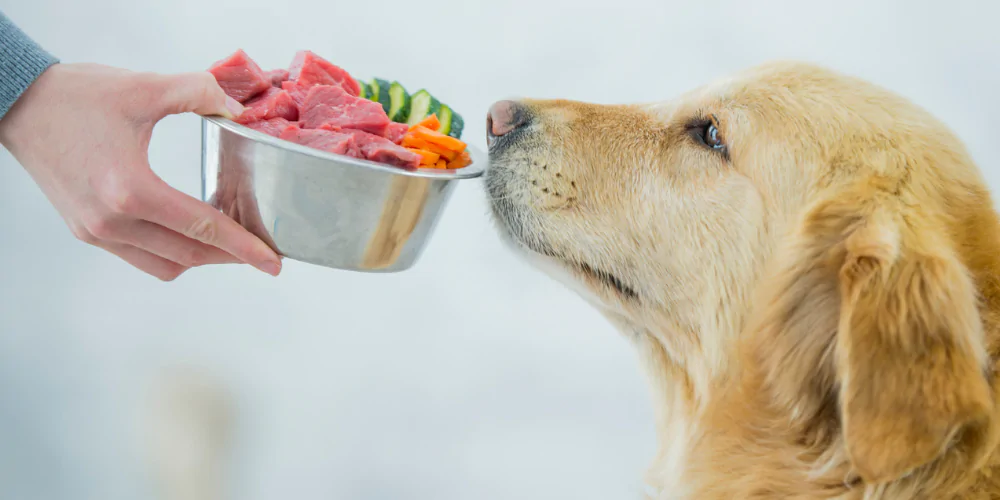 A picture of a Retriever sniffing a bowl of raw dog food