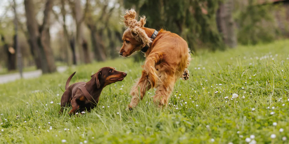 A picture of a Dachshund and Spaniel playing a game of chase