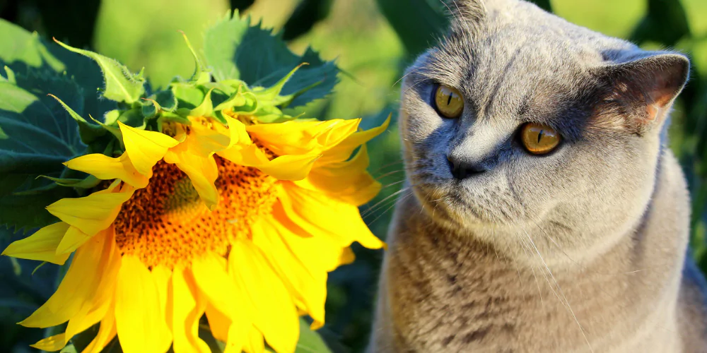 A picture of a British Shorthair cat looking at a sunflower