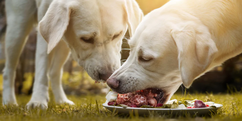 A picture of two Labradors eating a plate of raw dog food outside