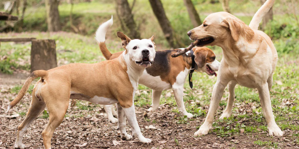 A picture of a Labrador, Beagle and mixed breed dog playing together outside