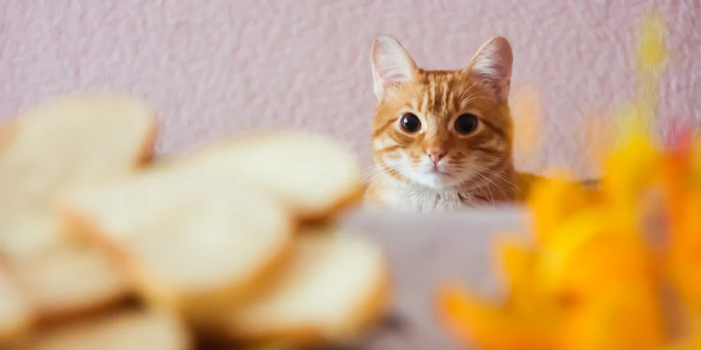 A picture of a ginger cat staring at a plate of bread