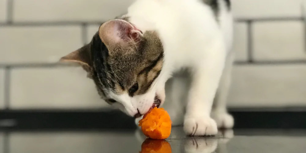 A picture of a short haired cat eating a cooked carrot