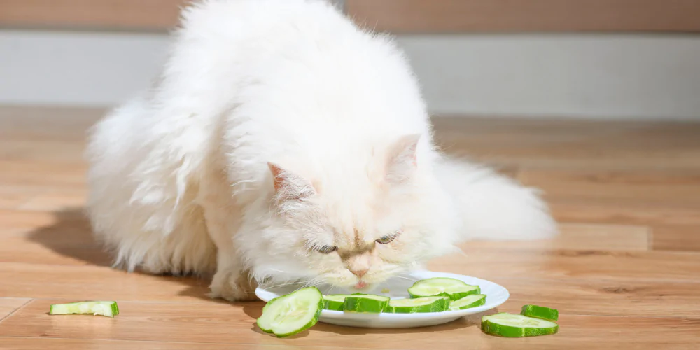 A picture of a white Persian cat licking sliced cucumber