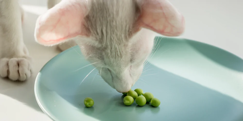 A picture of a white short haired exotic cat eating a pea
