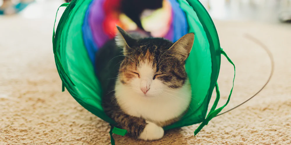 A picture of a tabby cat snoozing in a cat play tunnel