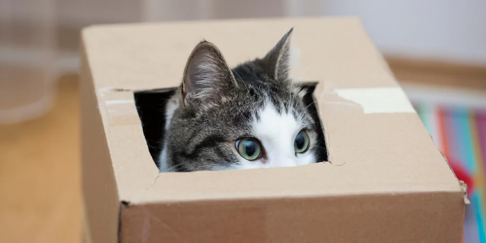 A picture of a tabby cat peeking out of a hole in a cardboard box