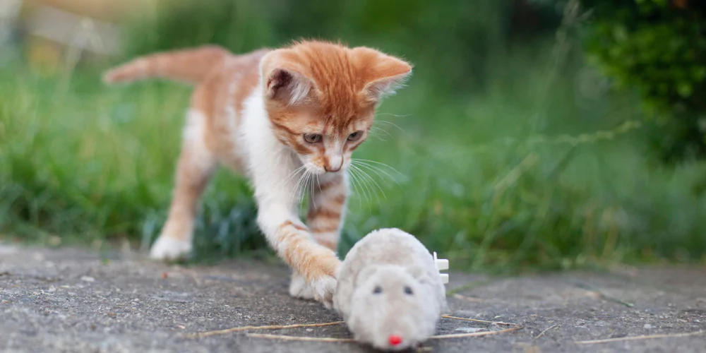 A picture of a ginger kitten playing with a toy mouse in the garden