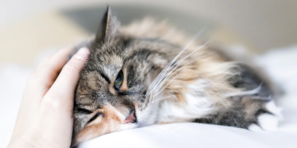 A picture of a long haired tabby cat being petted on its head