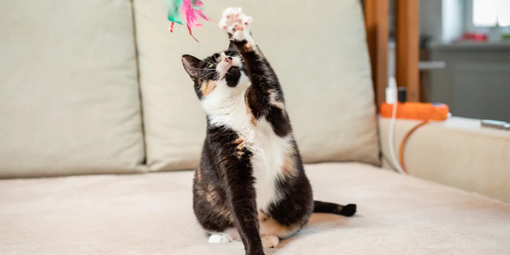 A picture of a multi coloured shorthair cat playing with a feather cat teaser on a sofa