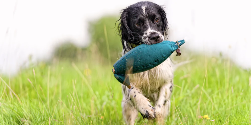 A picture of a Spaniel doing gun dog scurry