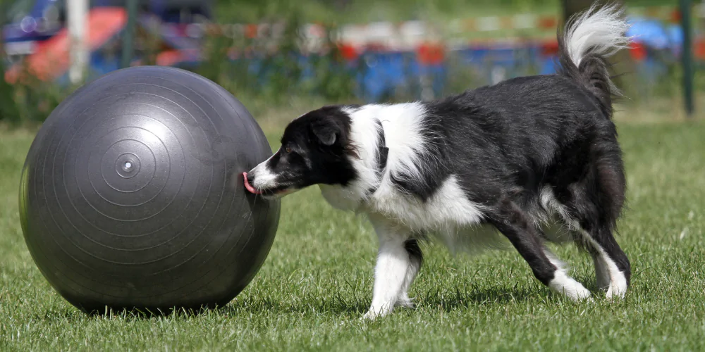 A picture of a Collie playing Treibbal