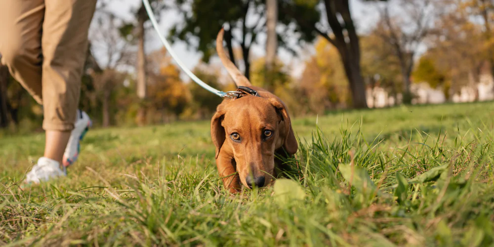 A picture of a Dachshund doing scent work in a field