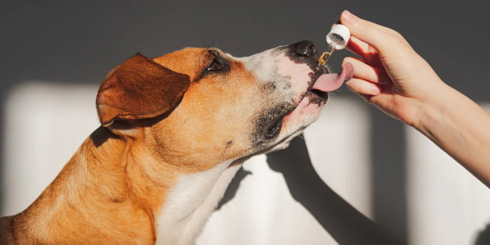 A picture of a dog licking a calming oil from a pippette