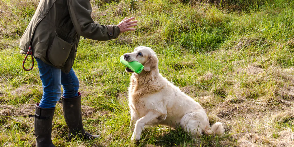 A picture of a Golden Retriever with a sack in its mouth, working with a dog trainer in a field