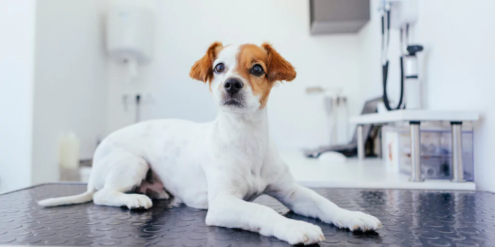 A picture of a Jack Russell Terrier lying on a vet table