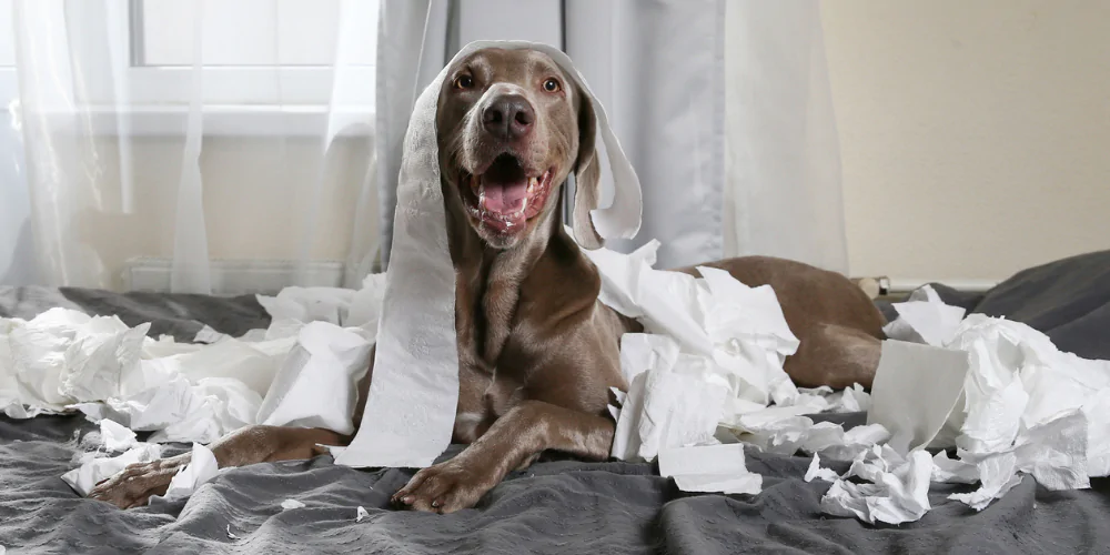 A picture of a Weimaraner on a bed surrounded by ripped up toilet roll