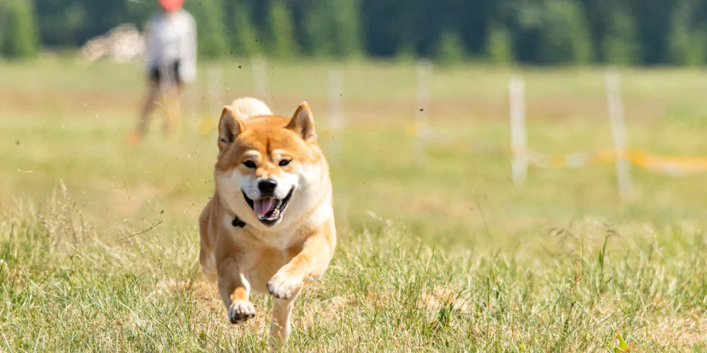 A picture of a Shiba Inu running in a luring field with a dog trainer in the background