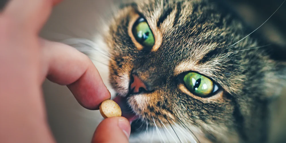A picture of a green eyed tabby cat about to eat a supplement from its owner
