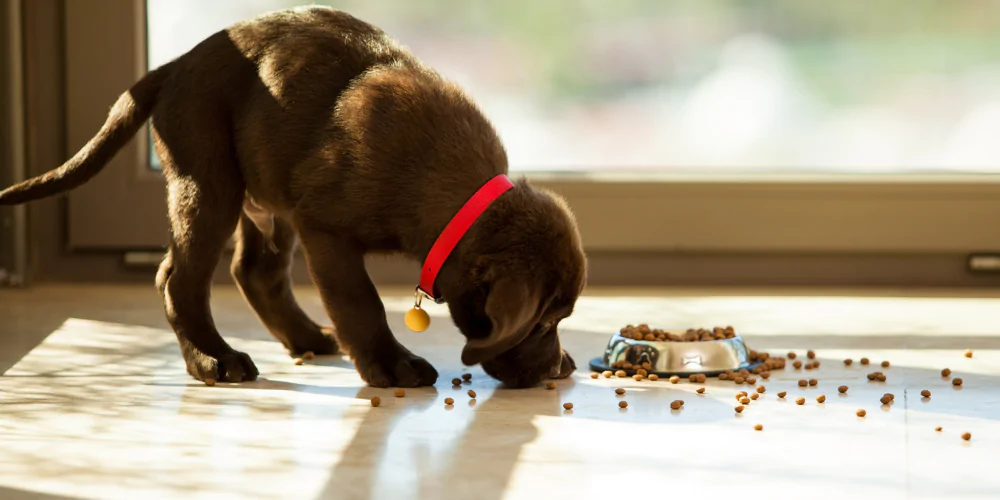 A picture of a chocolate Labrador puppy eating kibble around its food bowl