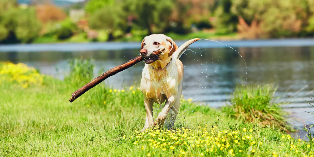 A picture of a wet Labrador carrying a stick out of a lake
