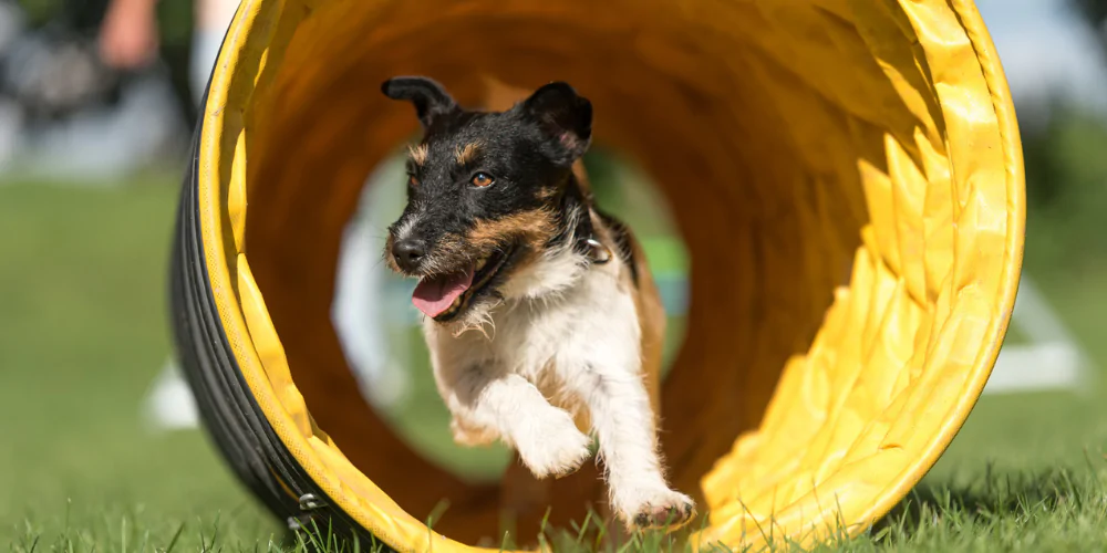 A picture of a Jack Russell Terrier running through an agility tunnel