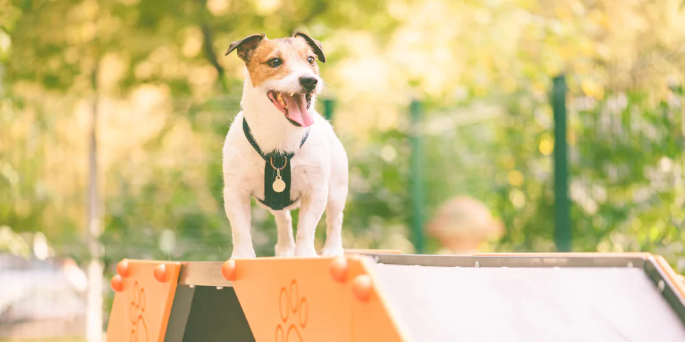 A picture of a Jack Russell Terrier standing on dog play equipment in a park