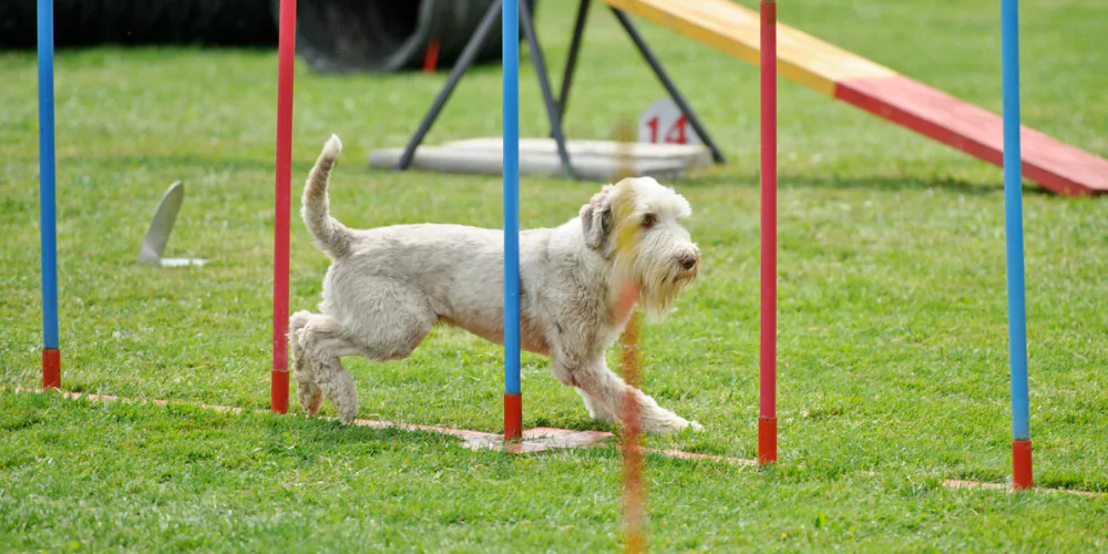 A picture of a wire haired hound dog weaving between agility poles