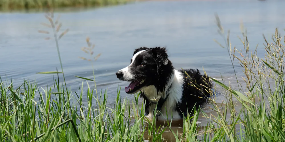 A picture of a Collie swimming in a pond