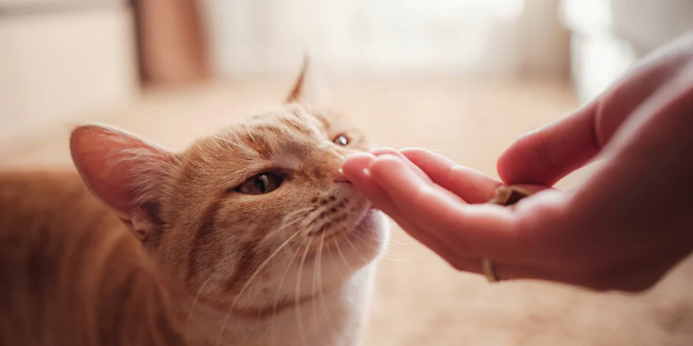 A picture of a ginger short haired cat sniffing food in its owner's hand