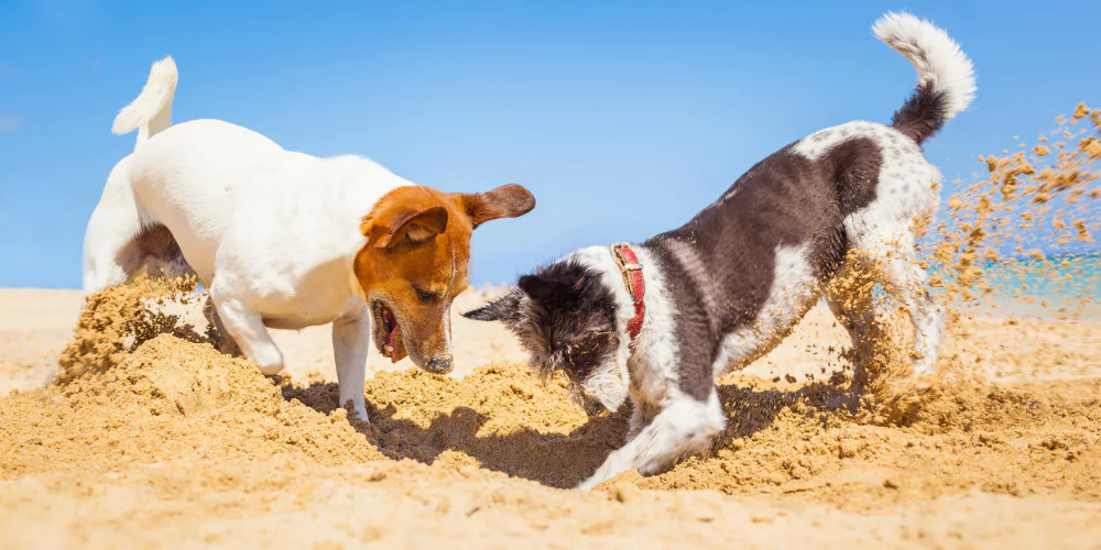 A picture of two Terriers digging at the beach