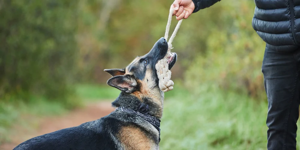 A picture of a German Shepherd playing tug rope with a dog behaviourist