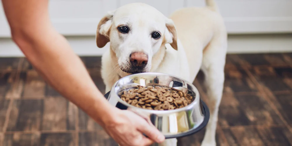 A picture of a Golden Labrador looking at a food bowl full of dog kibble