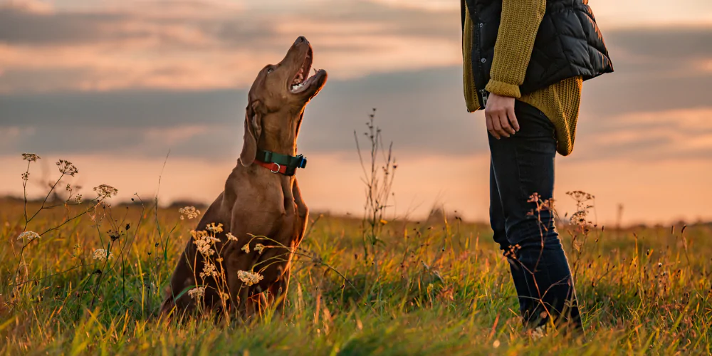 A picture of a Hungarian Vizsla working with a dog behaviourist in a field