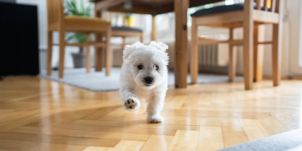 A picture of a Maltese cross puppy running in the living room