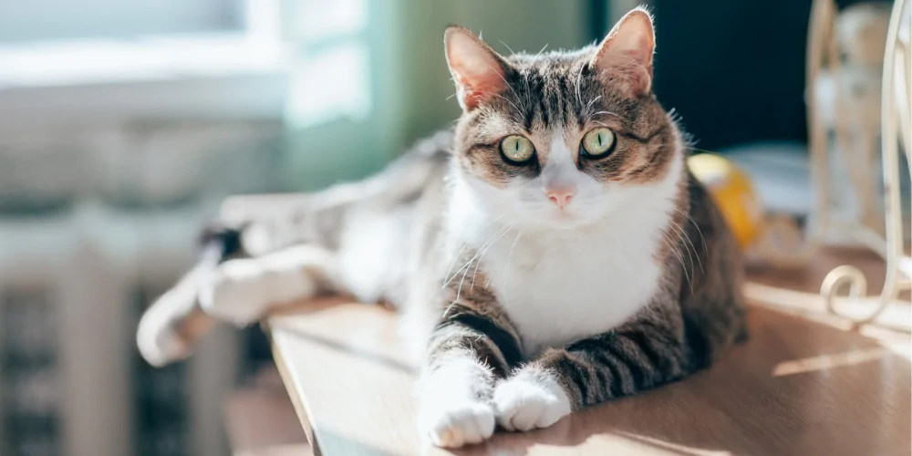 A picture of a tabby cat with green eyes lying on a table