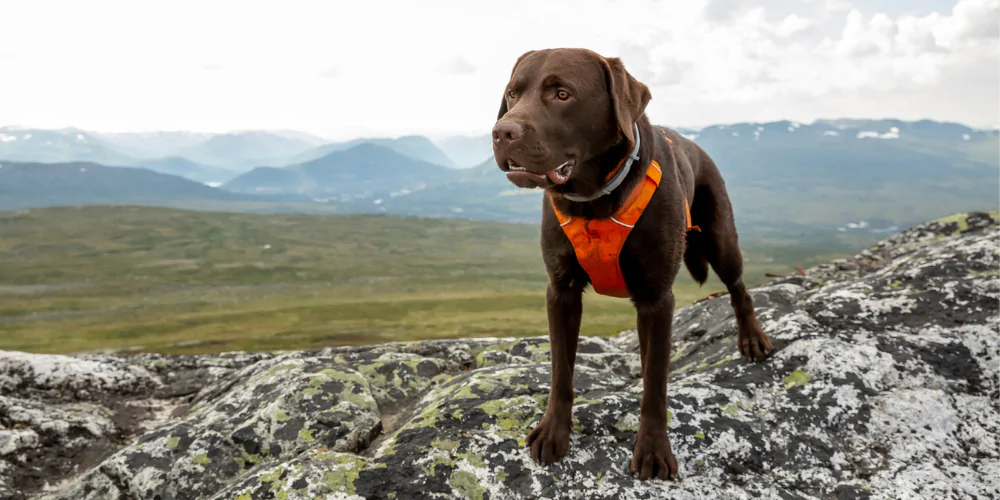 A picture of a young chocolate Labrador wearing an orange harness while hiking