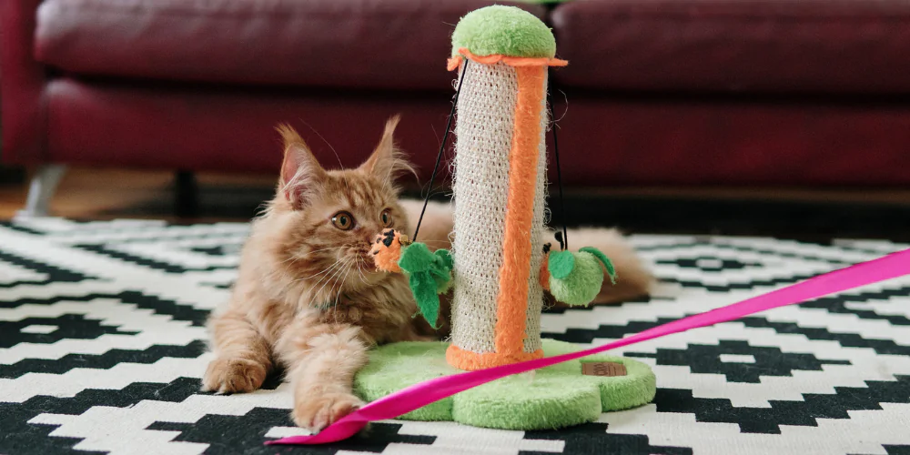 A picture of a ginger Maine Coon staring disinterestedly at a toy
