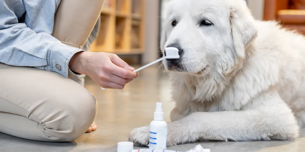A picture of a fluffy white Labrador about to have his teeth brushed with doggy toothbrush and toothpaste