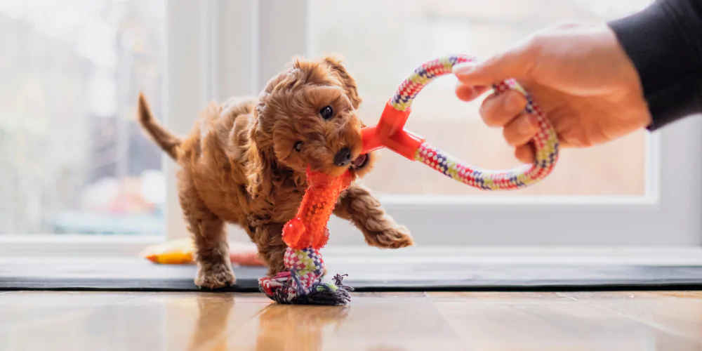 A picture of a Cockapoo puppy playing tug with a rope toy