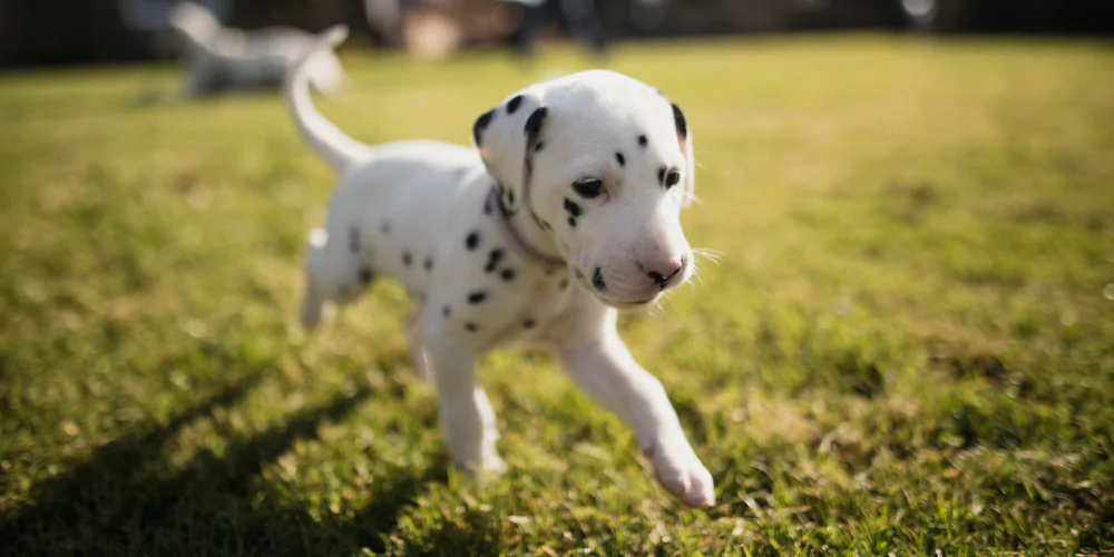 A picture of a Dalmatian puppy in the garden