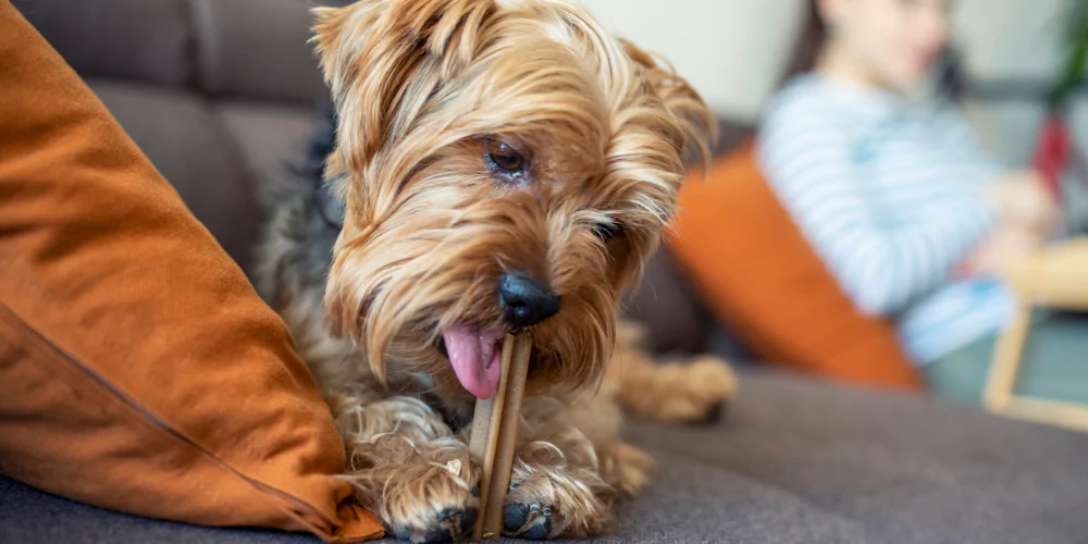 A picture of a Yorkshire Terrier chewing a dental stick on a sofa