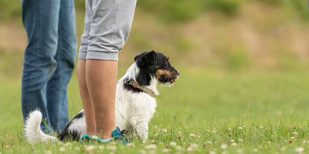 A picture of a Jack Russell Terrier waiting for a command from their owner and a dog behaviourist